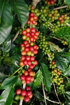 Coffee beans ripening on a tree Stock Photos