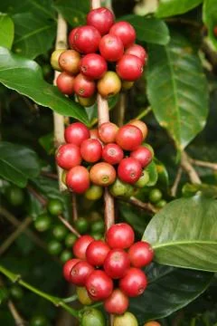Coffee beans ripening on a tree Stockfoto's