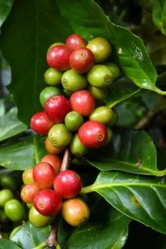 Coffee beans ripening on a tree 스톡 사진