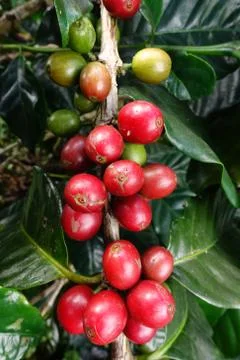 Coffee beans ripening on a tree Stock Photos