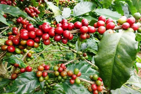 Coffee beans ripening on a tree Stock Photos