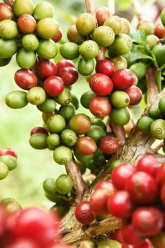 Coffee beans ripening on a tree Stock Photos
