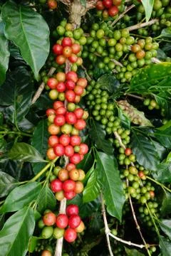 Coffee beans ripening on a tree Stock Photos