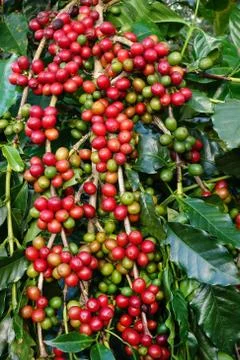 Coffee beans ripening on a tree 스톡 사진