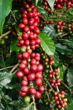 Coffee beans ripening on a tree Stock Photos