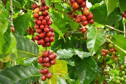 Coffee beans ripening on a tree 스톡 사진