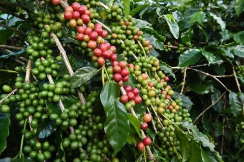 Coffee beans ripening on a tree Stockfoto's