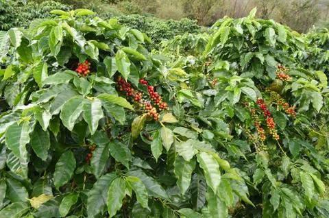 Coffee beans ripening on a tree Stock Photos