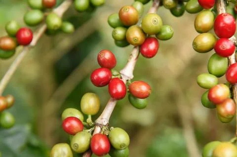 Coffee beans ripening on a tree Stock Photos