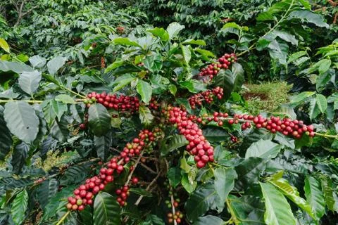 Coffee beans ripening on a tree Stock Photos