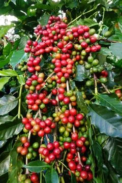 Coffee beans ripening on a tree 写真素材