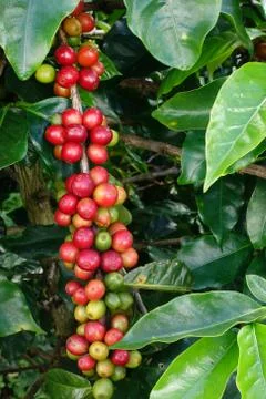 Coffee beans ripening on a tree Stock Photos