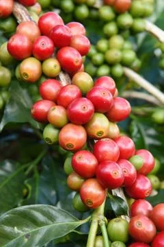 Coffee beans ripening on a tree Stockfoto's
