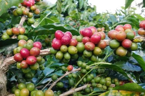 Coffee beans ripening on a tree Foto stock