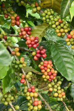 Coffee beans ripening on a tree 写真素材