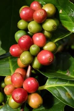 Coffee beans ripening on a tree 스톡 사진