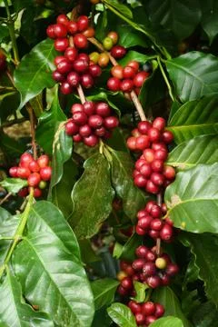 Coffee beans ripening on a tree 写真素材