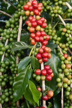 Coffee beans ripening on a tree Stock Photos