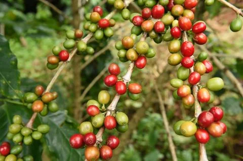 Coffee beans ripening on a tree Stock Photos