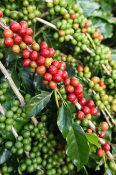 Coffee beans ripening on a tree 写真素材