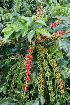 Coffee beans ripening on a tree Stock Photos