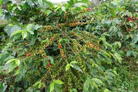 Coffee beans ripening on a tree Stock Photos