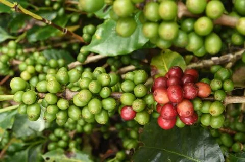 Coffee beans ripening on a tree Stock-Fotos