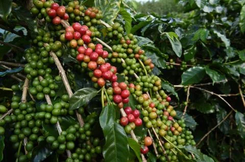 Coffee beans ripening on a tree Stock Photos