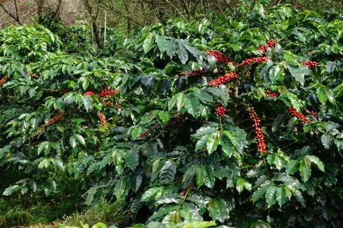 Coffee beans ripening on a tree 스톡 사진
