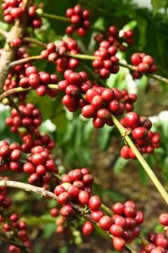 Coffee beans ripening on a tree Stock Photos