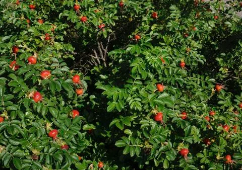 Coffee beans ripening on tree Stock Photos