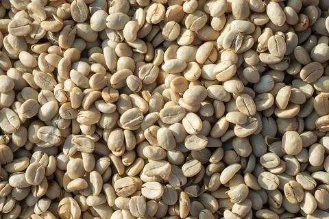 Coffee beans before roasting Photos