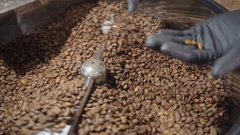 Coffee Beans Rotating in Industrial Roasting Machine Stock Footage 333506788