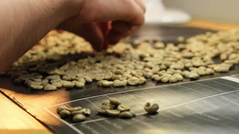 Coffee beans scattered on table under supervision of manager Stock Footage 317091146