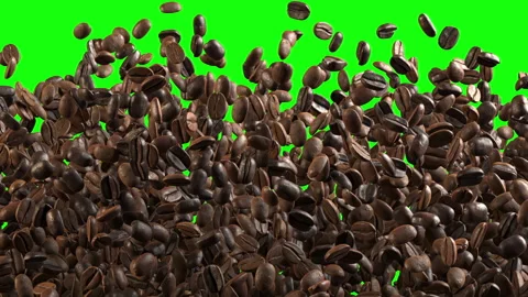 Coffee beans seeds Exploding movement for transition isolate on green screen. Stock Footage 283560729