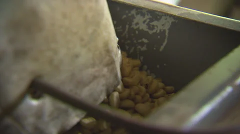 Coffee Beans, Seeds Going Through Machine Stock Footage 32633683
