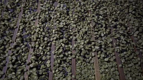 Coffee Beans Sorting Machine 스톡 동영상 139295598