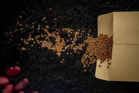 Coffee beans spilling from a white coffee grinder on black surface Stock Photos