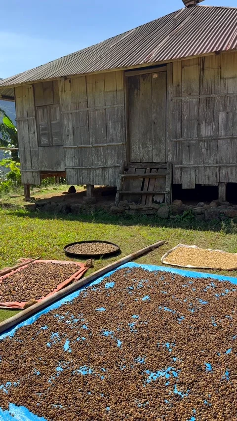 Coffee beans sun drying in traditional Wae Rebo Village, Flores, Indonesia. Video stock 348350054