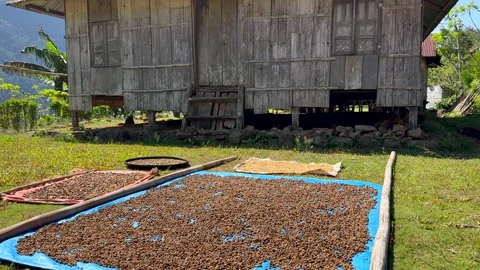 Coffee beans sun drying in traditional Wae Rebo Village, Flores, Indonesia. Stock Footage 348350102