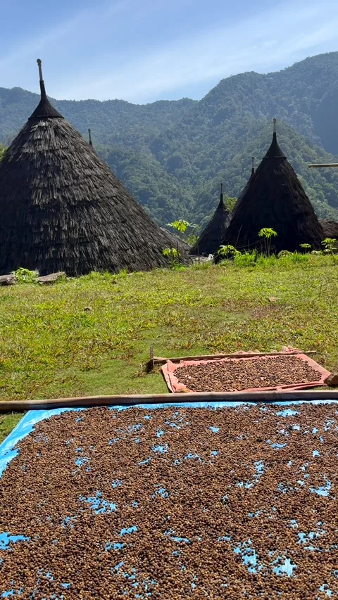 Coffee beans sun drying in traditional Wae Rebo Village, Flores, Indonesia. Stock Footage 348352453
