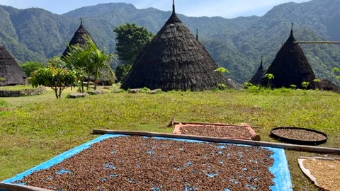 Coffee beans sun drying in traditional Wae Rebo Village, Flores, Indonesia. Stock Footage 348352494