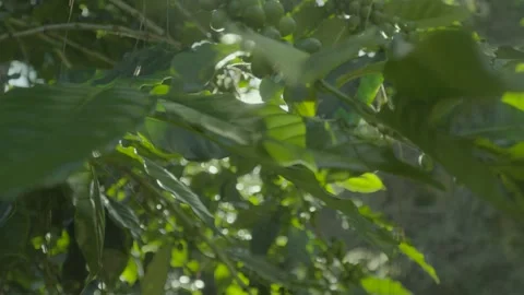 Coffee Beans in the Sun Vídeos de archivo 280591780