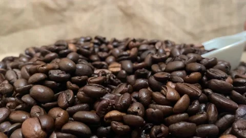 Coffee beans, taking coffee beans with white spoon, close up Stock Footage 232873312