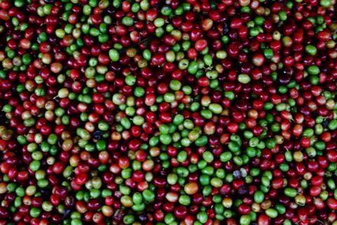 Coffee beans texture Stock Photos