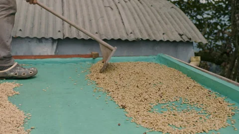 Coffee Beans Traditional Drying in the open Stock Footage 270966362