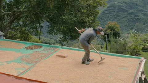 Coffee Beans Traditional Drying in the open and a farmer Stock Footage 270966774