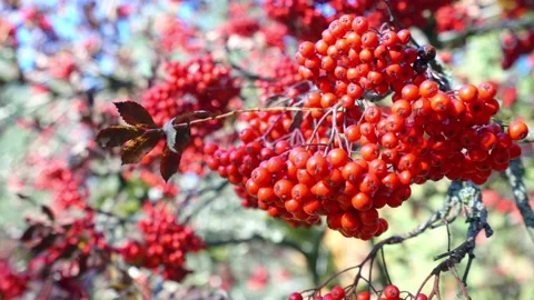 Coffee beans on a tree, Coffee cherry beans on tree Stock Footage 146109297