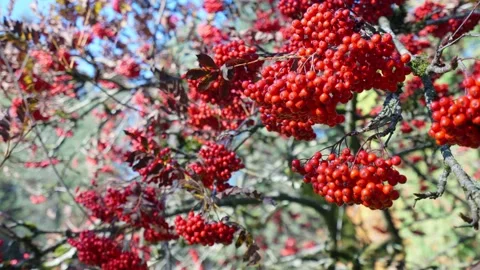Coffee beans on a tree, Coffee cherry beans on tree Stock Footage 146109610
