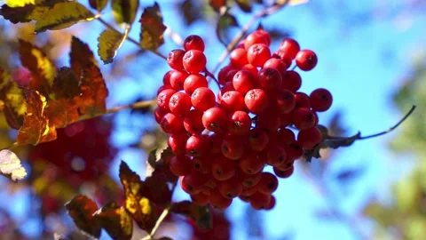 Coffee beans on a tree, Coffee cherry beans on tree Stock-Footage 146109690